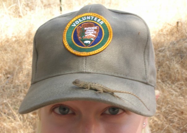 Foltz_fence lizard